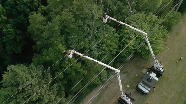 Reliable Wilson, PA Tree Care  Solutions